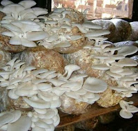 মাশরুমের উপকারিতা কি, Best Health Benefits Of Mushroom