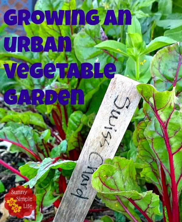 Sunny Simple Life Growing An Urban Vegetable Garden Tips And Growing An Urban Vegetable Garden Tips And Information For Year Round Gardening In Southern California