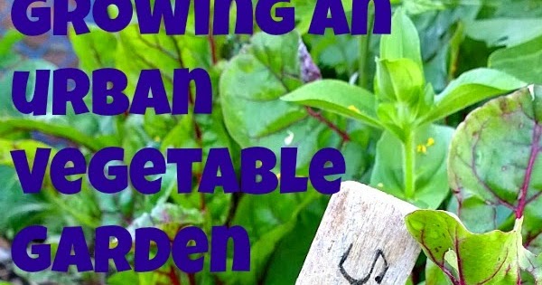 Sunny Simple Life: Growing An Urban Vegetable Garden - Tips And