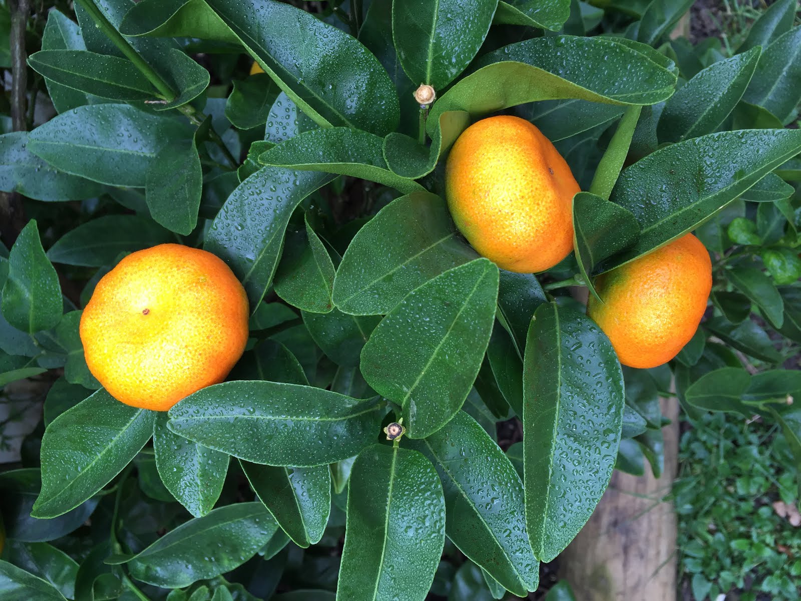 Гибрид лимона как называется. Танжело гибриды цитрусовых. Дерево мандарин танжело. Гибрид мандарина и апельсина. Гибрид лимона и мандарина.