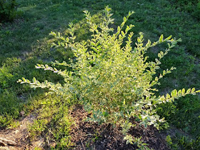 Ligustrum Sinense Chinese Privet North Carolina Extension