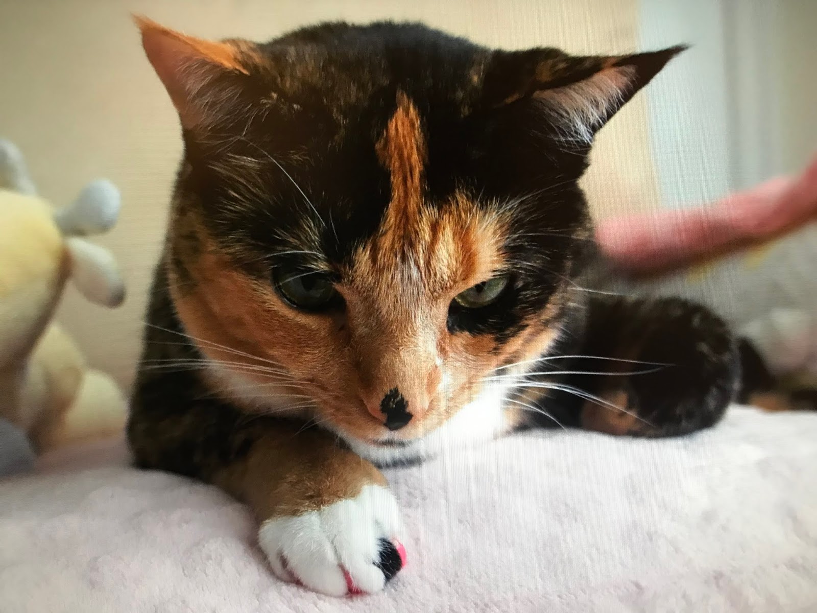 Allergy Shot Given to CATS to Help People with Cat Allergy Fauquier