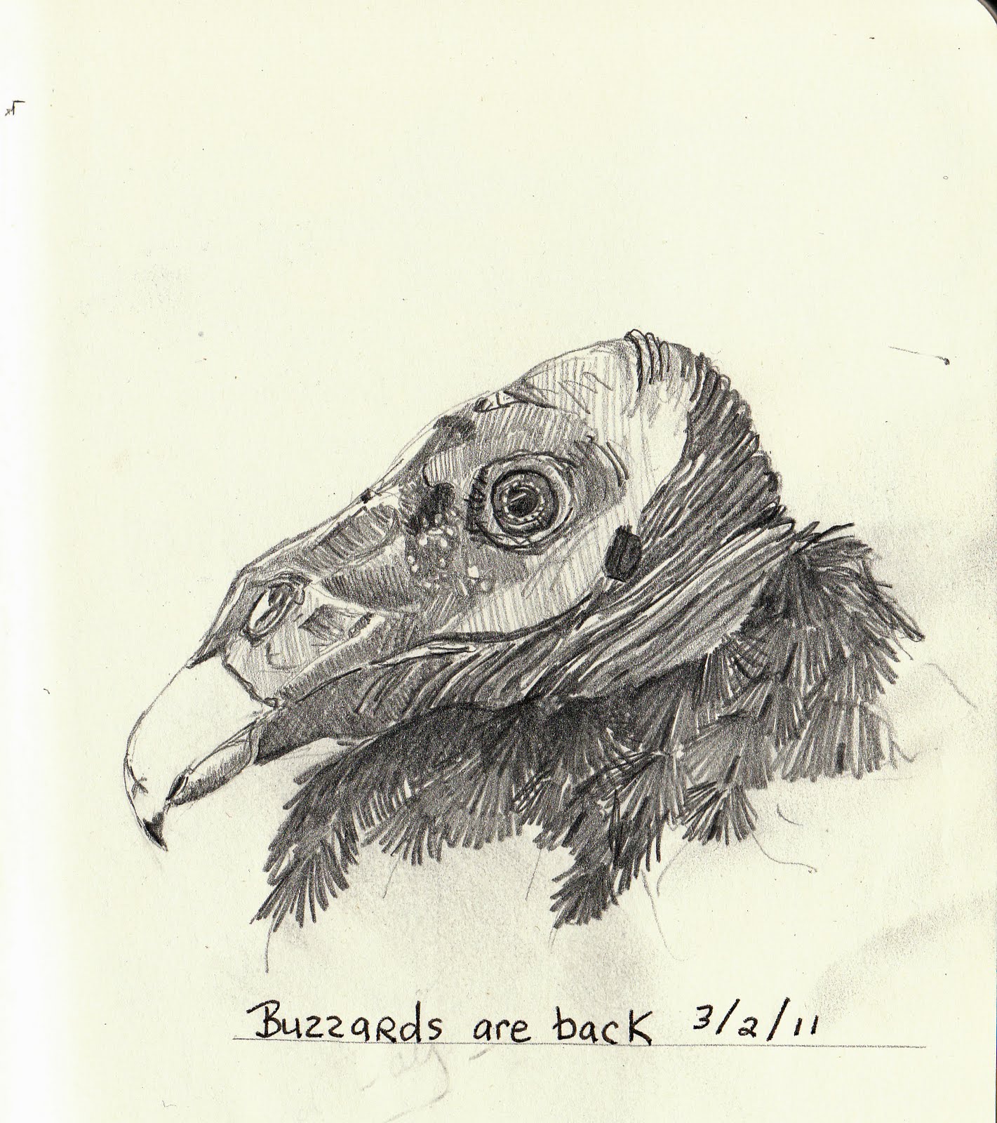 Noreen Molek The buzzards are back in Hinckley, Ohio