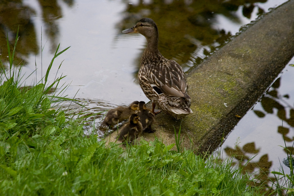 Shoreline Area News: Photo: quack quack waddle waddle