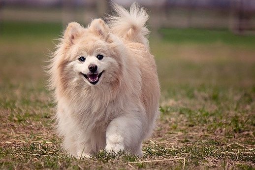Pomeranian is among the most beautiful dogs in the world with cute smile.