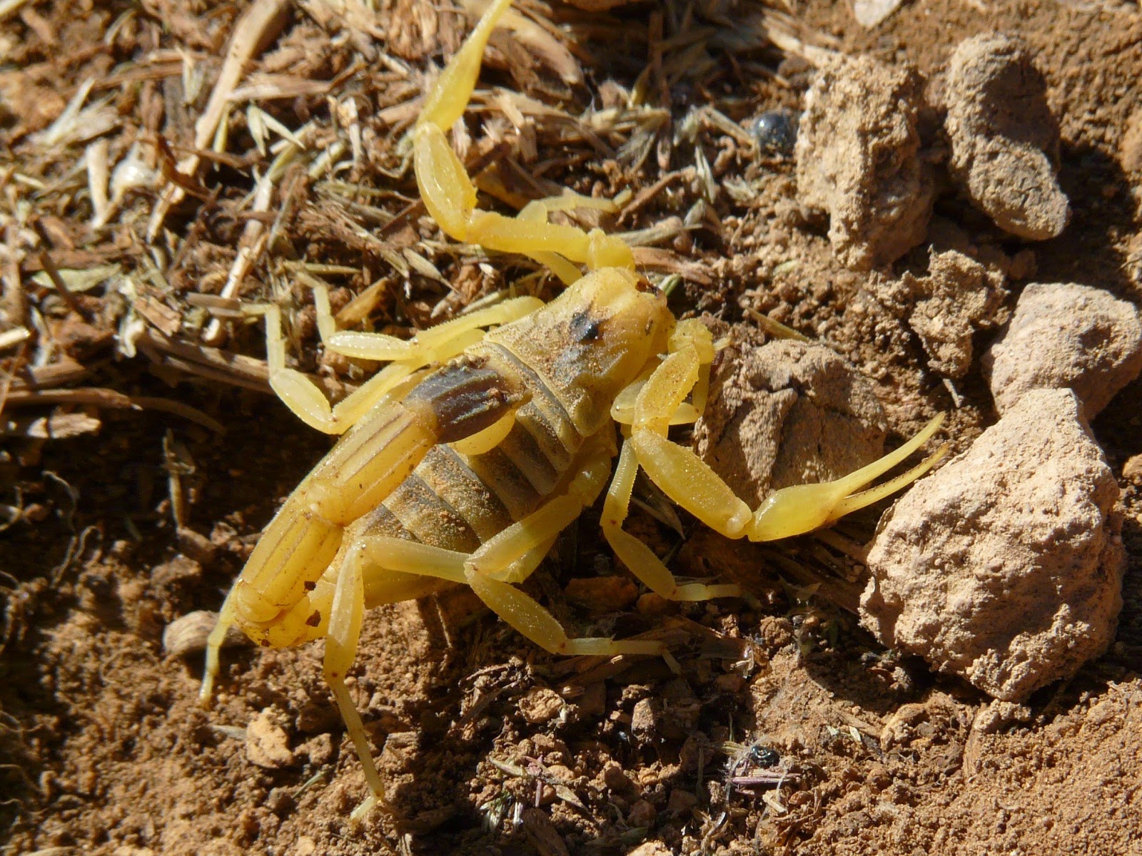 Blok888: Top 10 Most Venomous Animals in the world