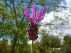 Lavandula pedunculata