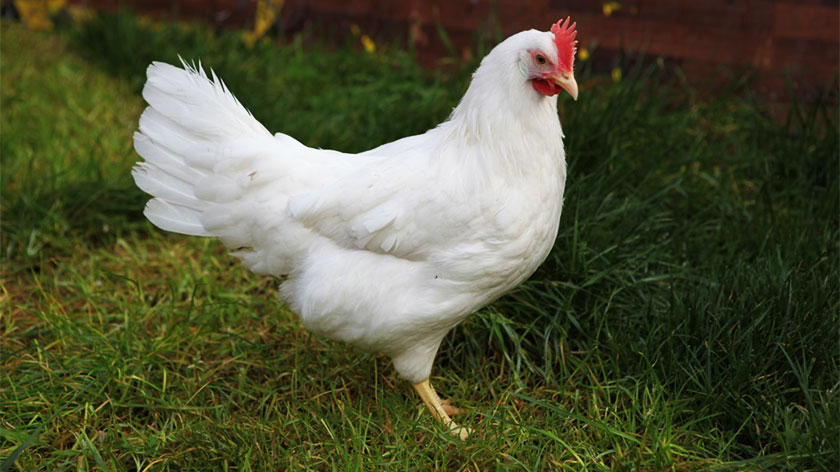 adorable, chicken breeds, asil chicken, chicken breeds in Pakistan, white leghorn