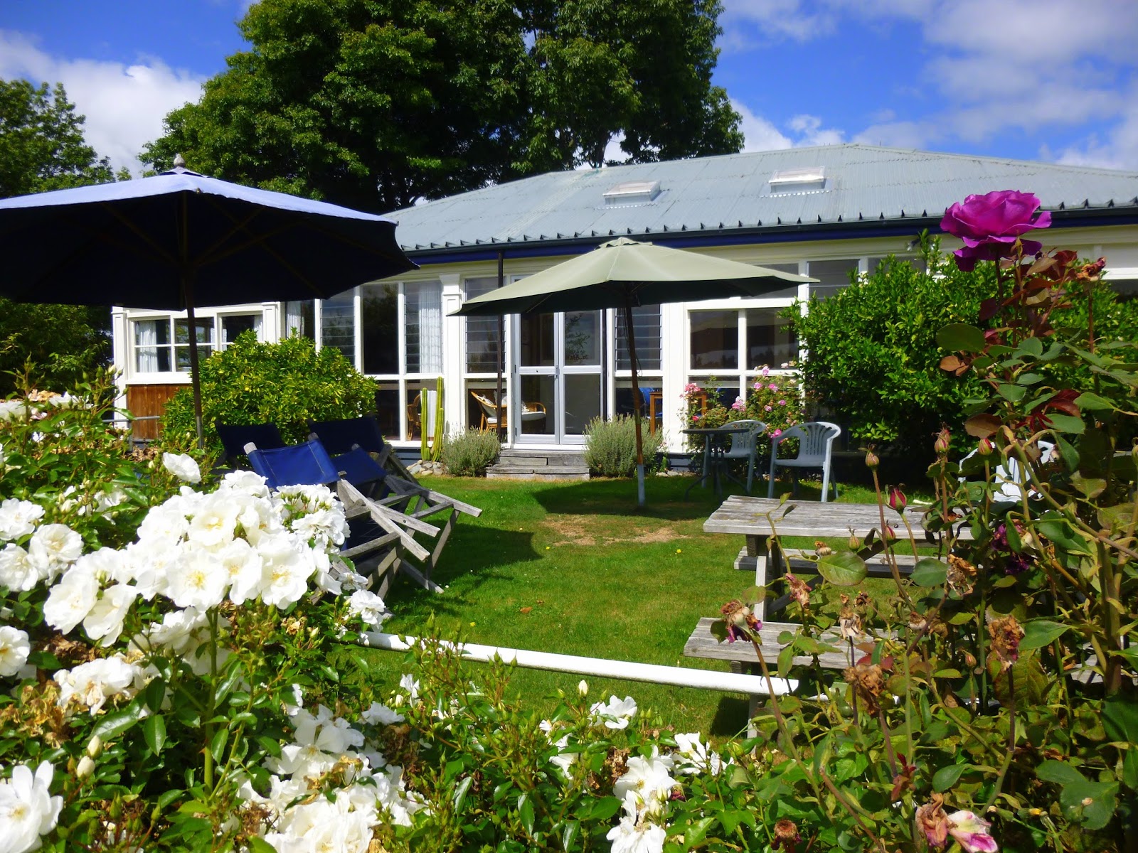 Emerging From The Undergrowth Otago Coast,Mackenzie Country,Hopkins
