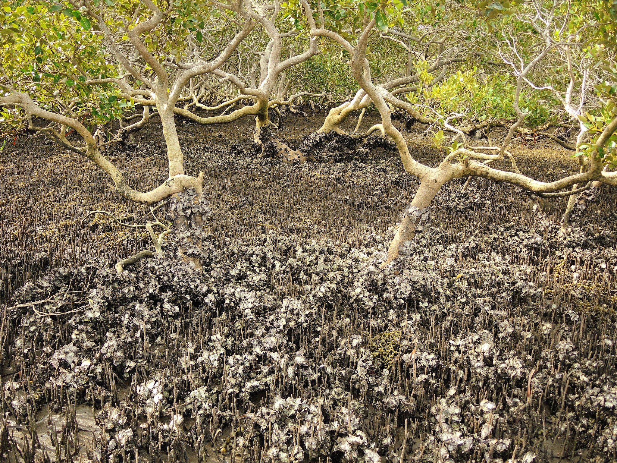 Queensland Coast Oysters in the Mangroves