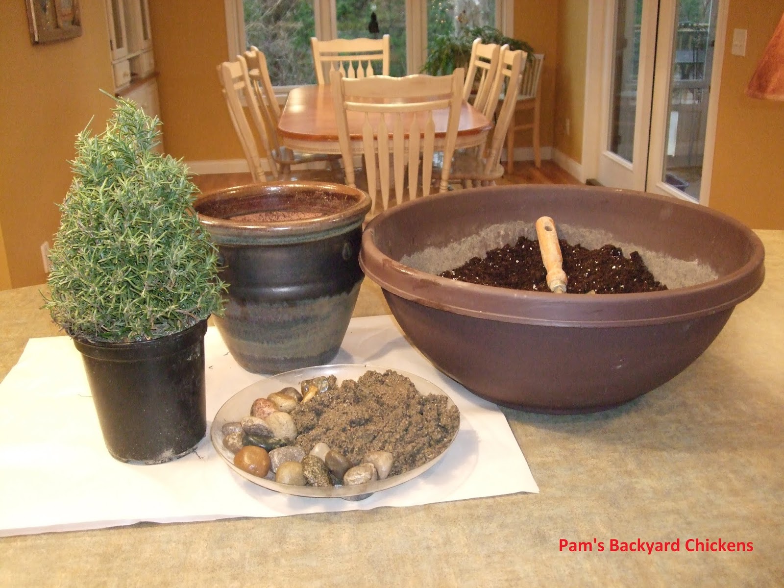 Pam's Backyard Chickens Keeping Potted Rosemary Healthy All Year