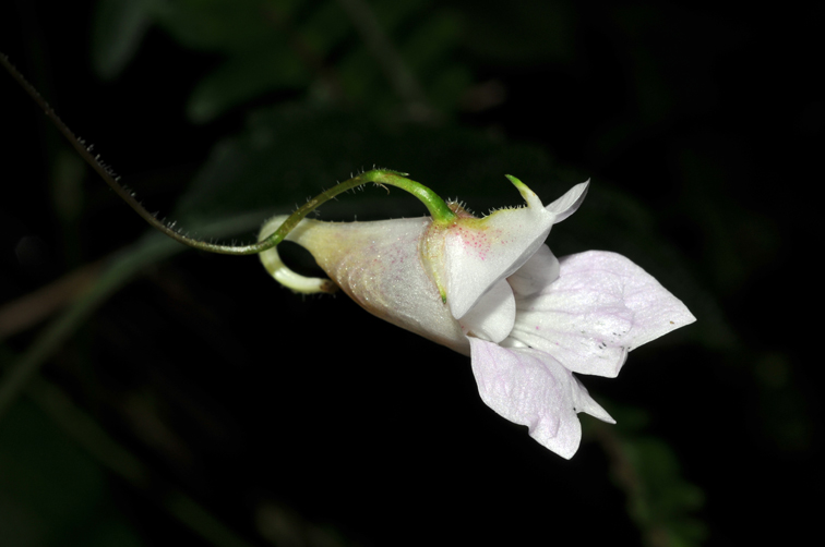 福星花園 紫花鳳仙花