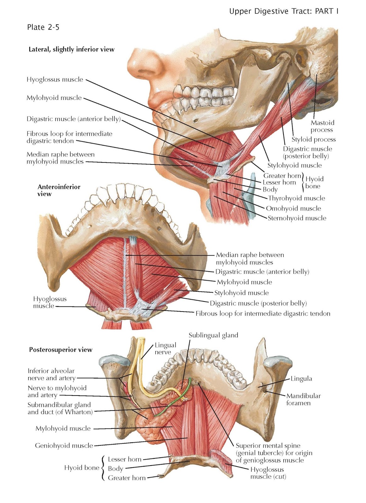 Pediagenosis
