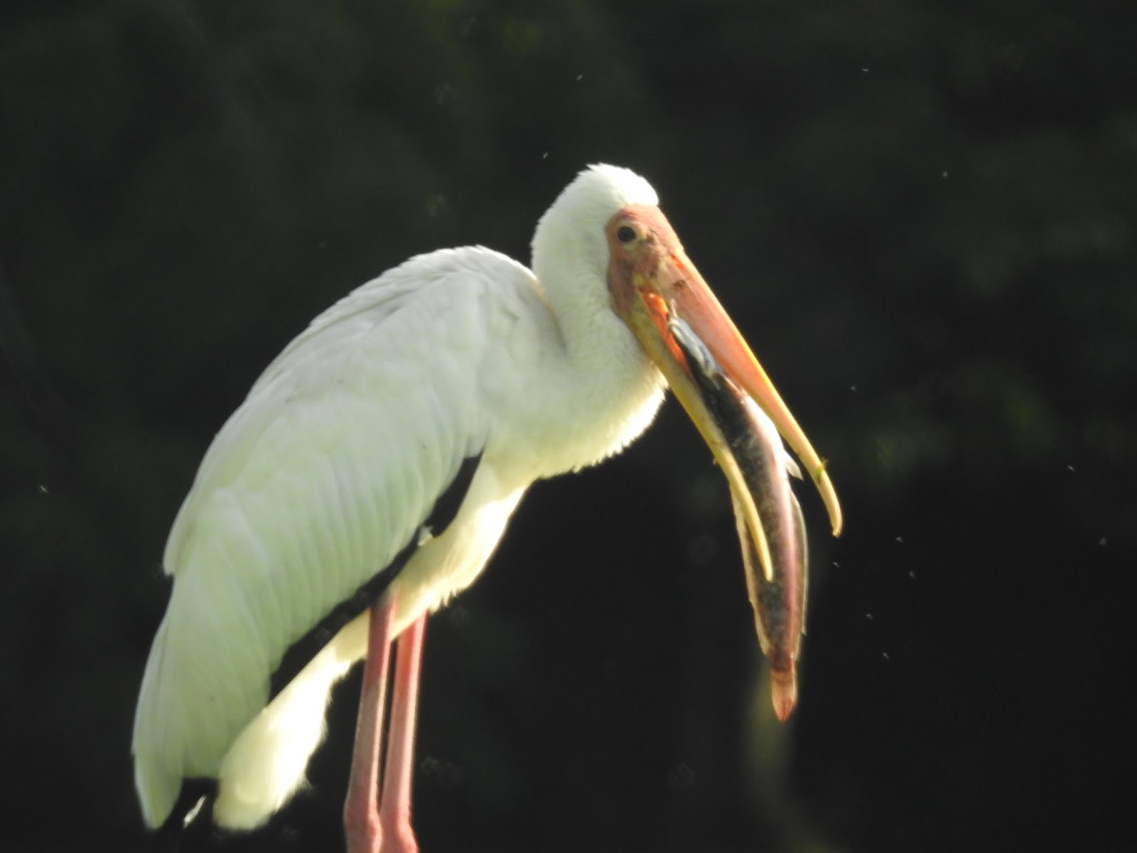 Burung botak upeh