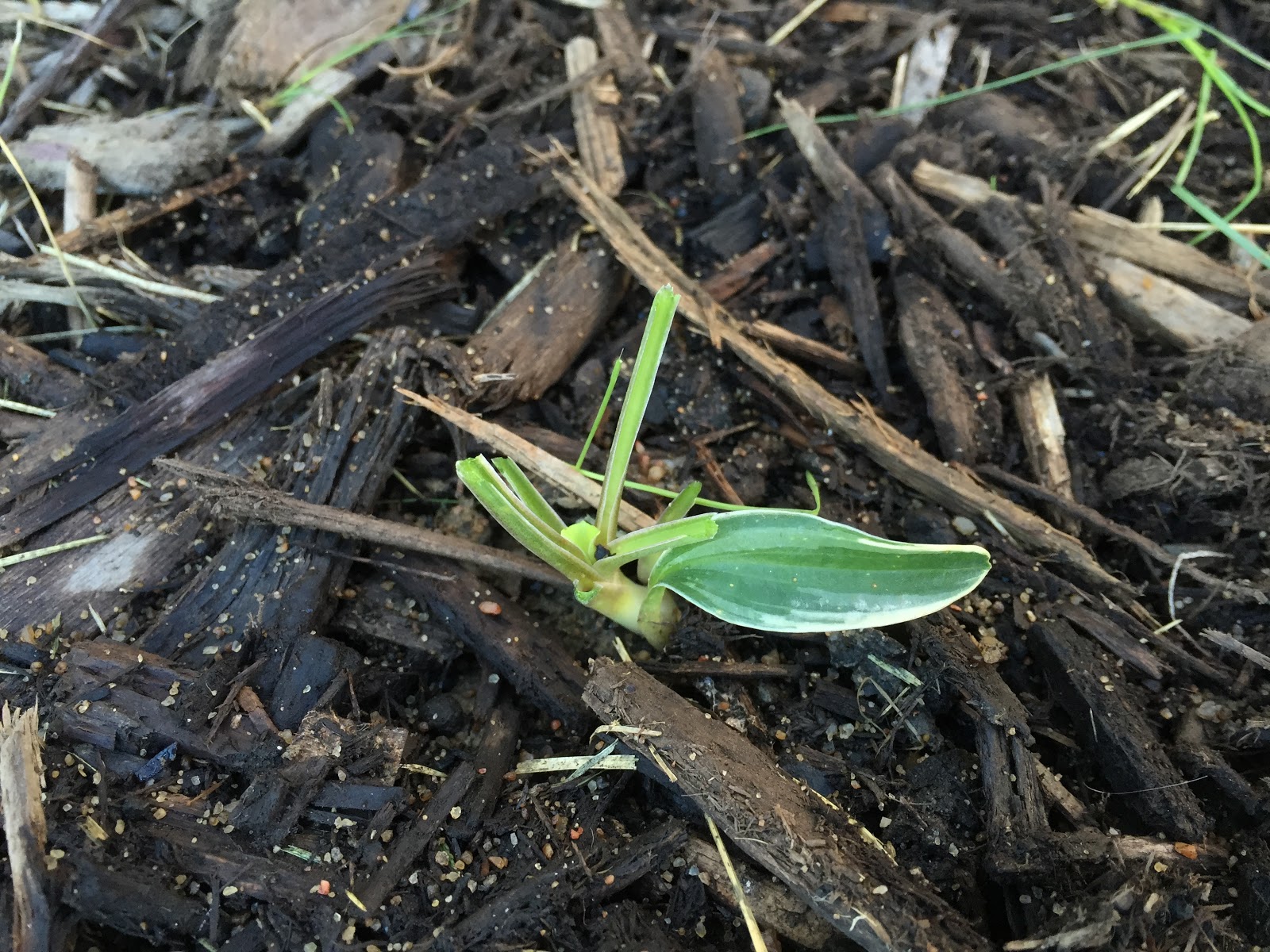 Backyard Neophyte Landscaping Blog: September 2015