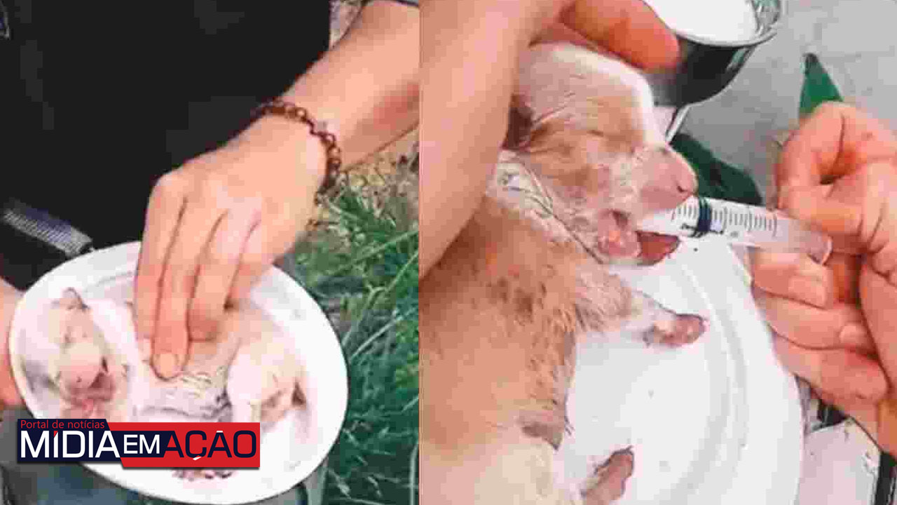Policiais militares salvam a vida de filhote de cachorro; veja o vídeo