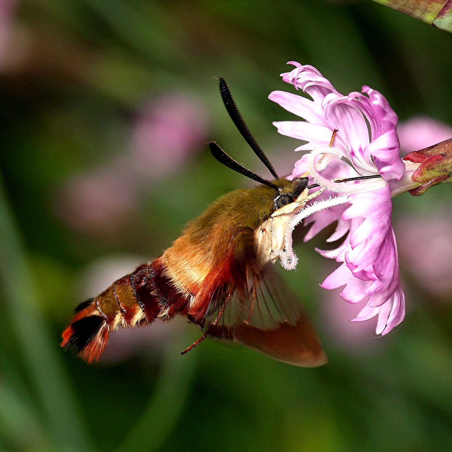 Hummingbird hawk-moth - Wikipedia