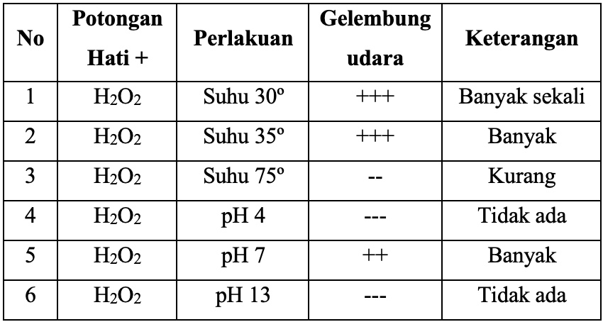 Hasil percobaan enzim katalase menggunakan potongan hati dan H2O2