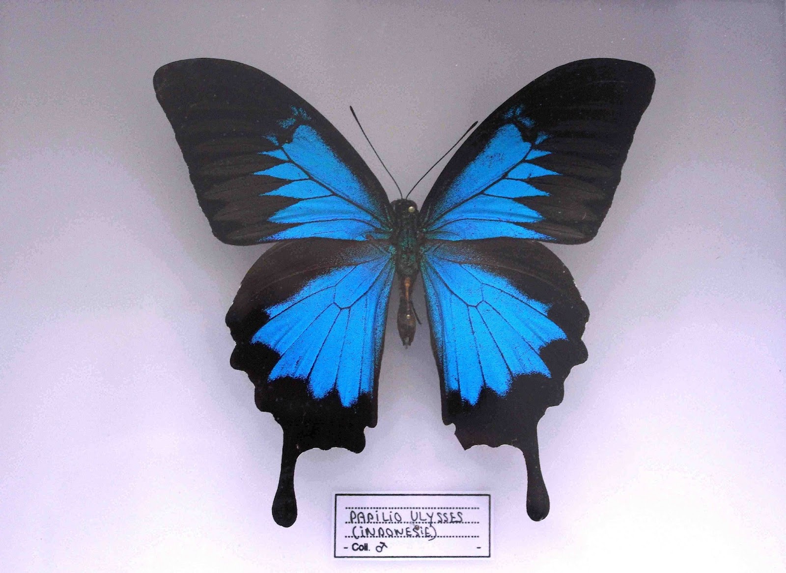 Baru 29+ Gambar Kupu Kupu Cantik Yang Belum Diwarnai