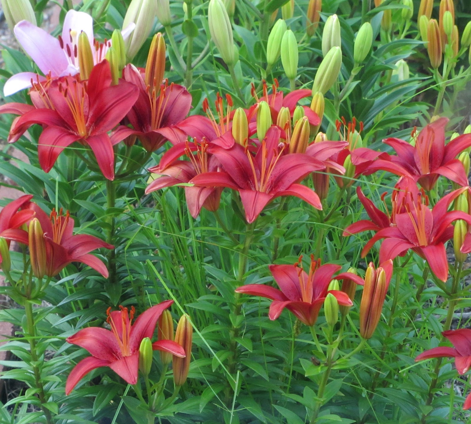 Out and About the Midwest Spring Flowers Opening More to Come!