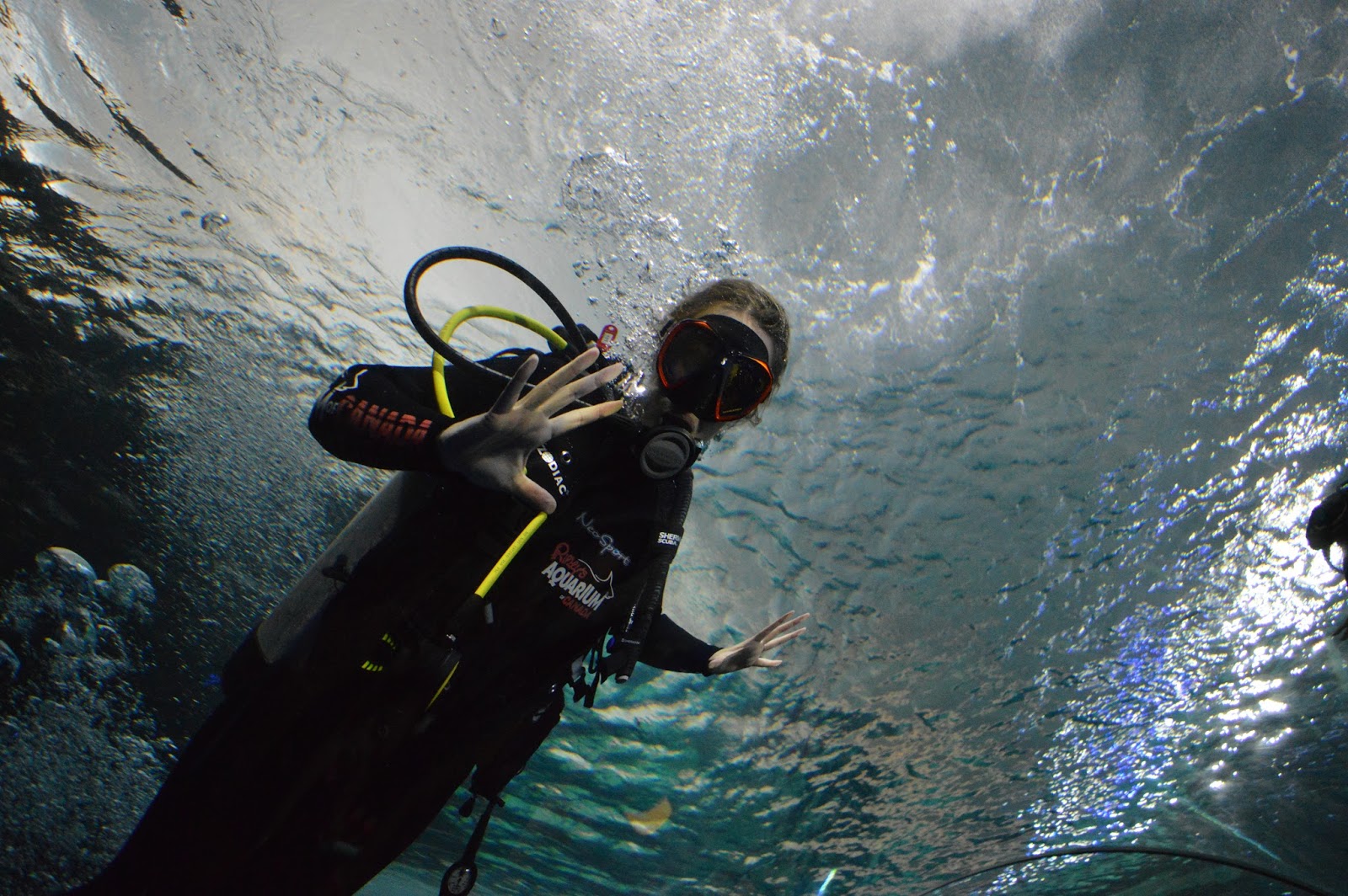 Diving with Sharks at Ripley's Aquarium To & Fro