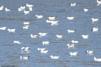 Gavians argentats (Larus michahellis)