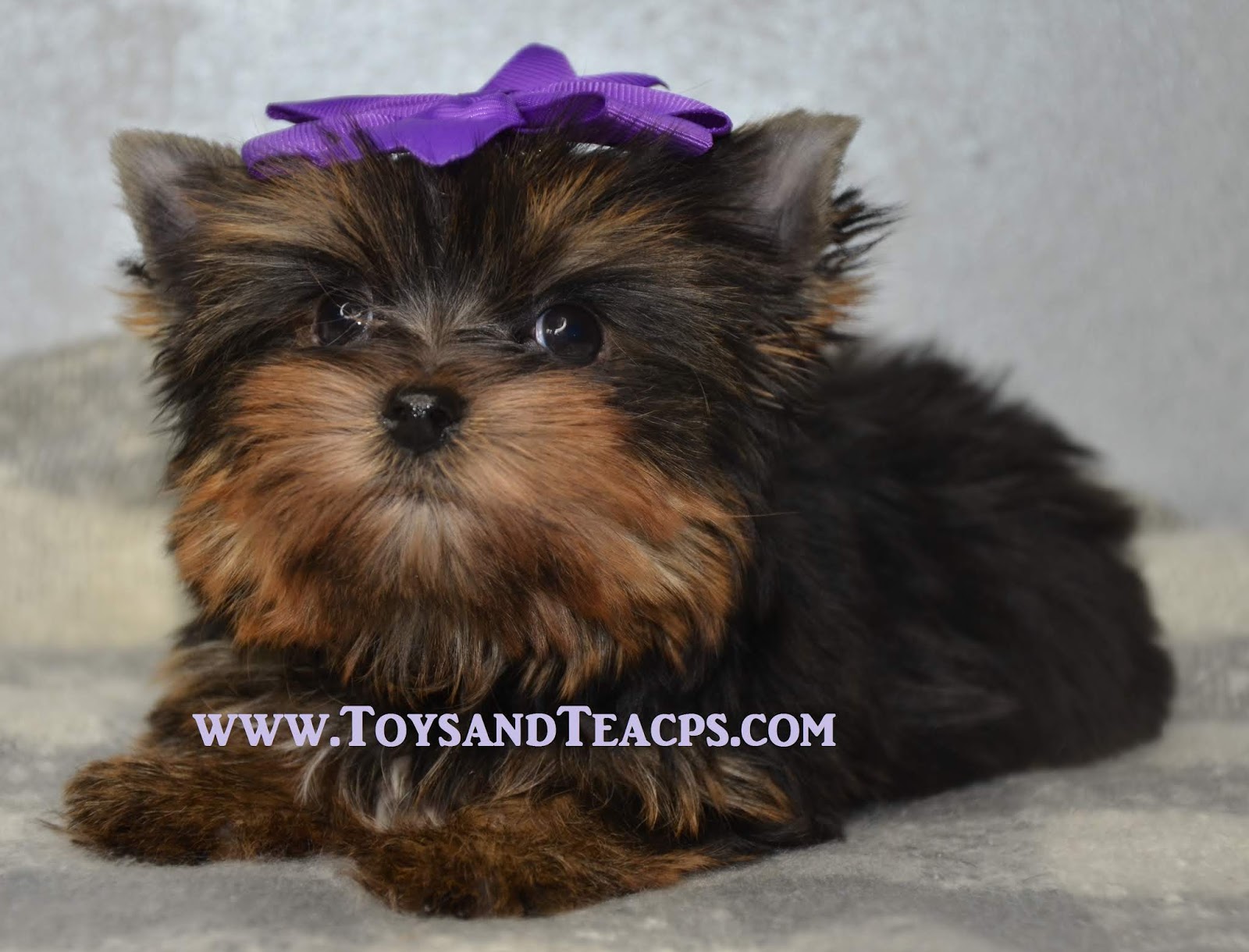 Alabama Toys & Teacups