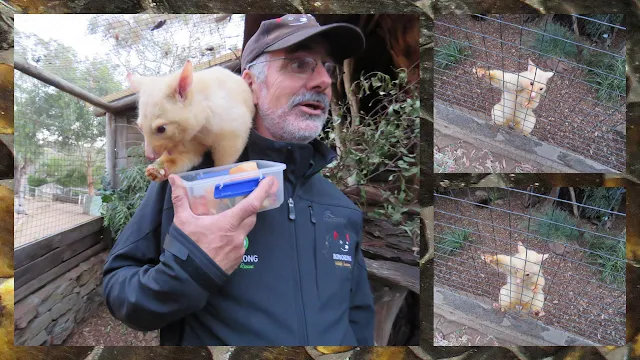 Bonorong Night Tour - Bob and the Albino Possum