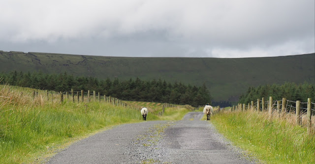 Irlanti, road trip, matkailu irlannissa, ajaminen irlannissa, road trip vinkkeja, lammas, lampaat tiella, sligo