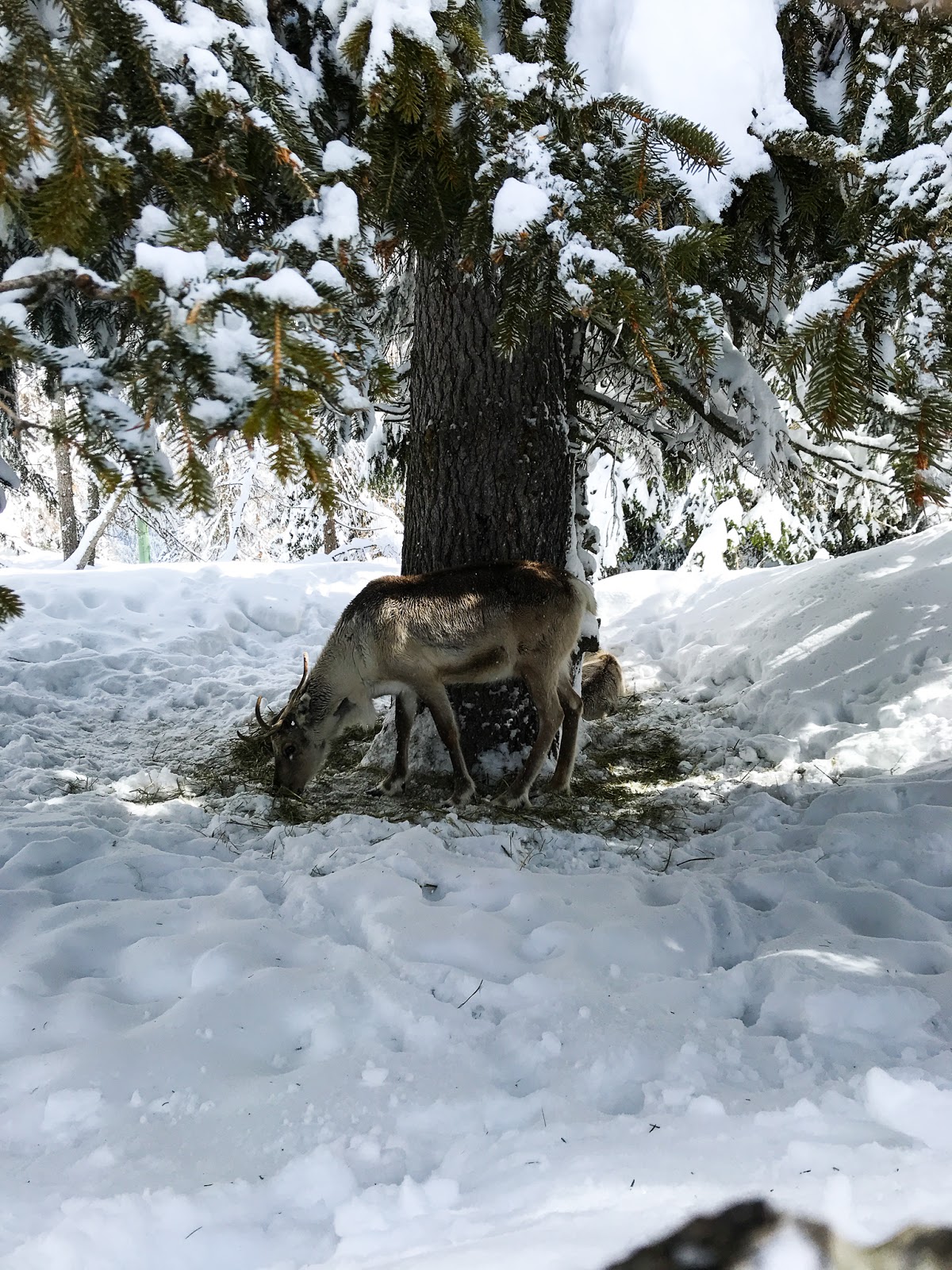 Winter Wonderland Dolomiten Our Stay At The Bad Moos Melina Alt