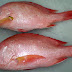 Red Snapper Suppliers