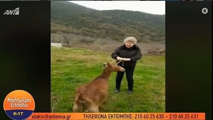 Κορονοϊός: Γιαγιά βγάζει βόλτα... την κατσίκα της 