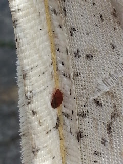 Bed bug on mattress seam