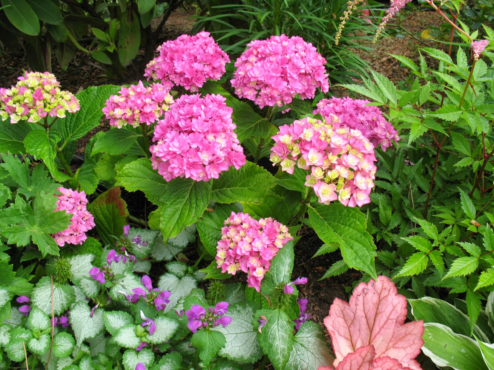 250 Best Flowers Images Planting Flowers Flowers Beautiful