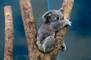 Osos Koala (imagenes) - Koala Bears (IMAGES)