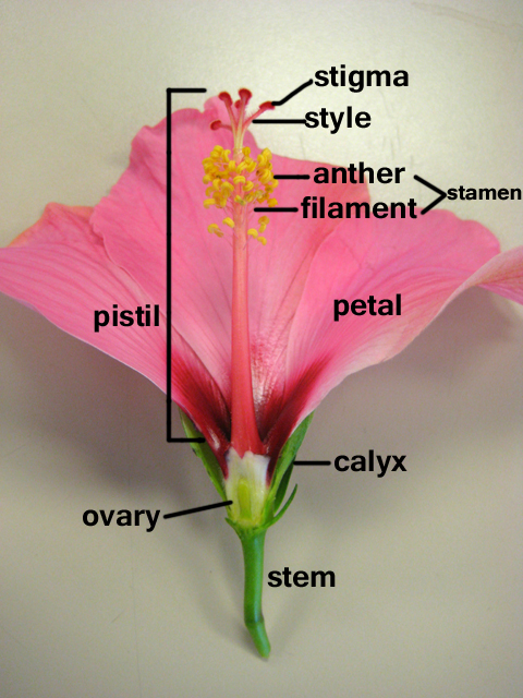 Threadscape Studio: Creating Realistic Flowers