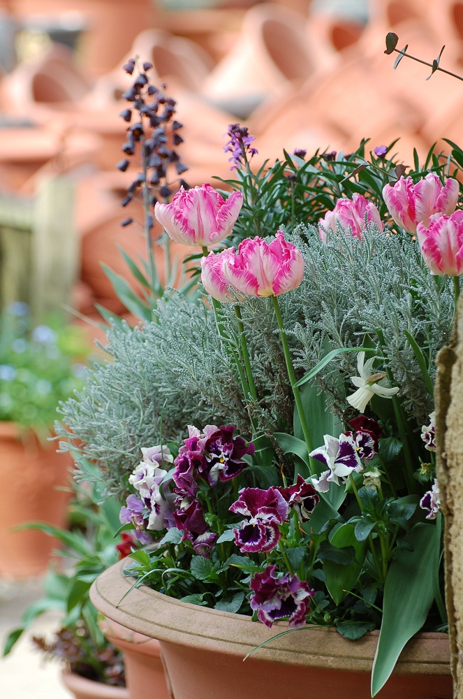Potting Up... tulips.
