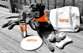 Help Penny Wish the ASPCA a Happy 150th - and enter to WIN a #ASPCA150 Gift Pack! #adoptdontshop #rescuedog #LapdogCreations ©LapdogCreations