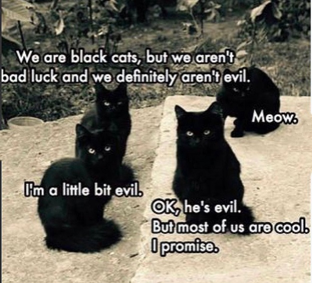 We Are FNB to Black Cat Friday!