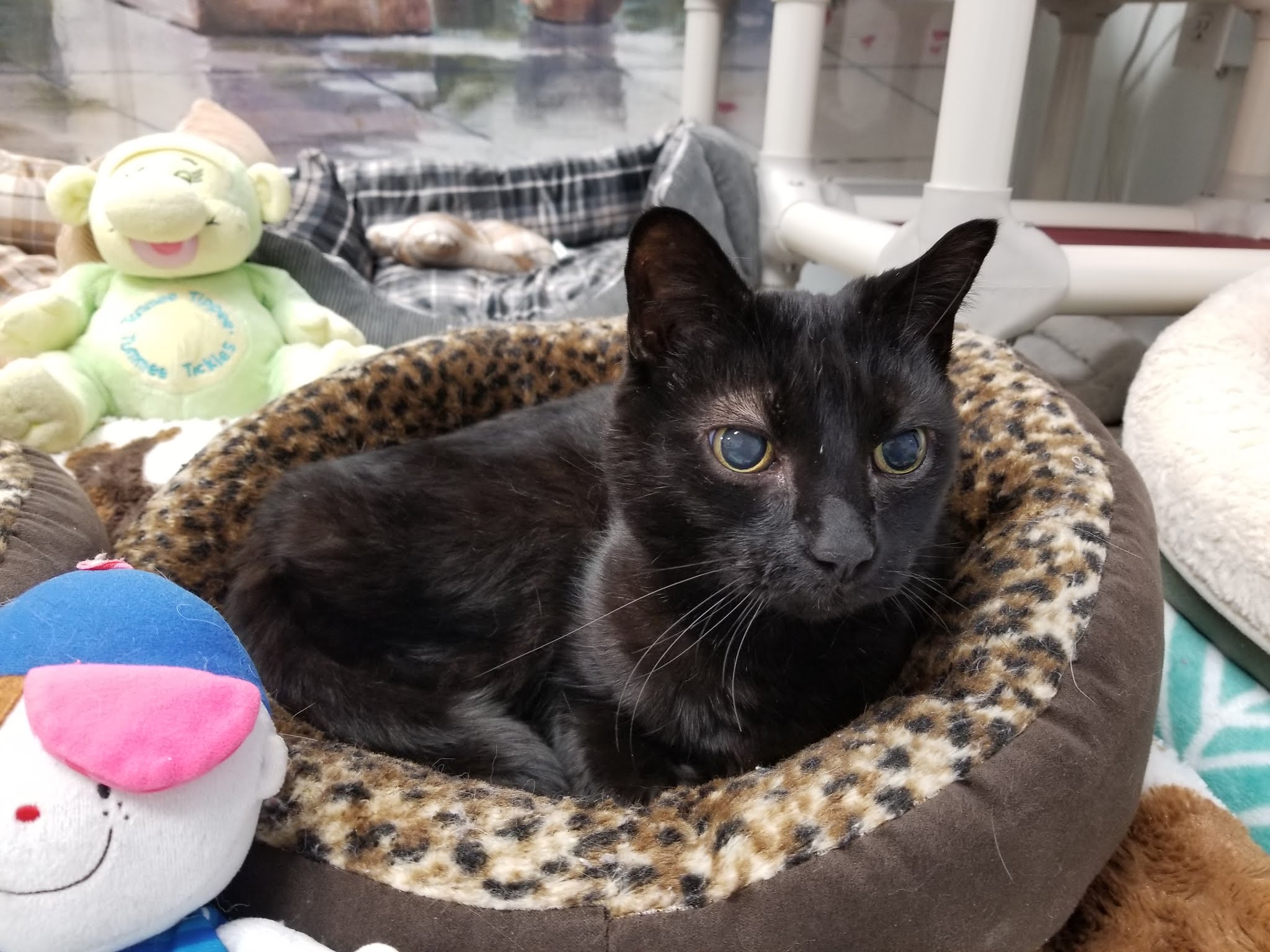 Cats and Heart Disease