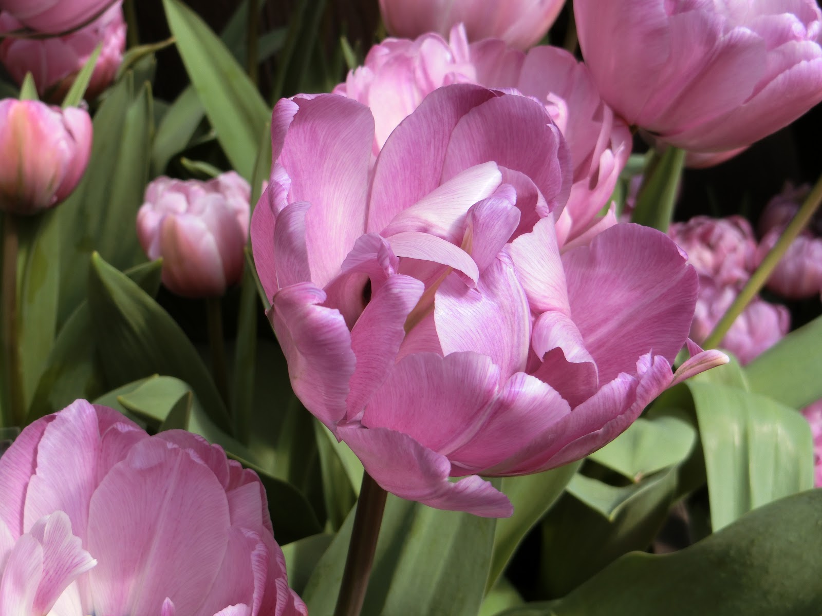 ６０歳で無職の優雅な日々 チューリップ ブルー ダイヤモンド Blue Diamond