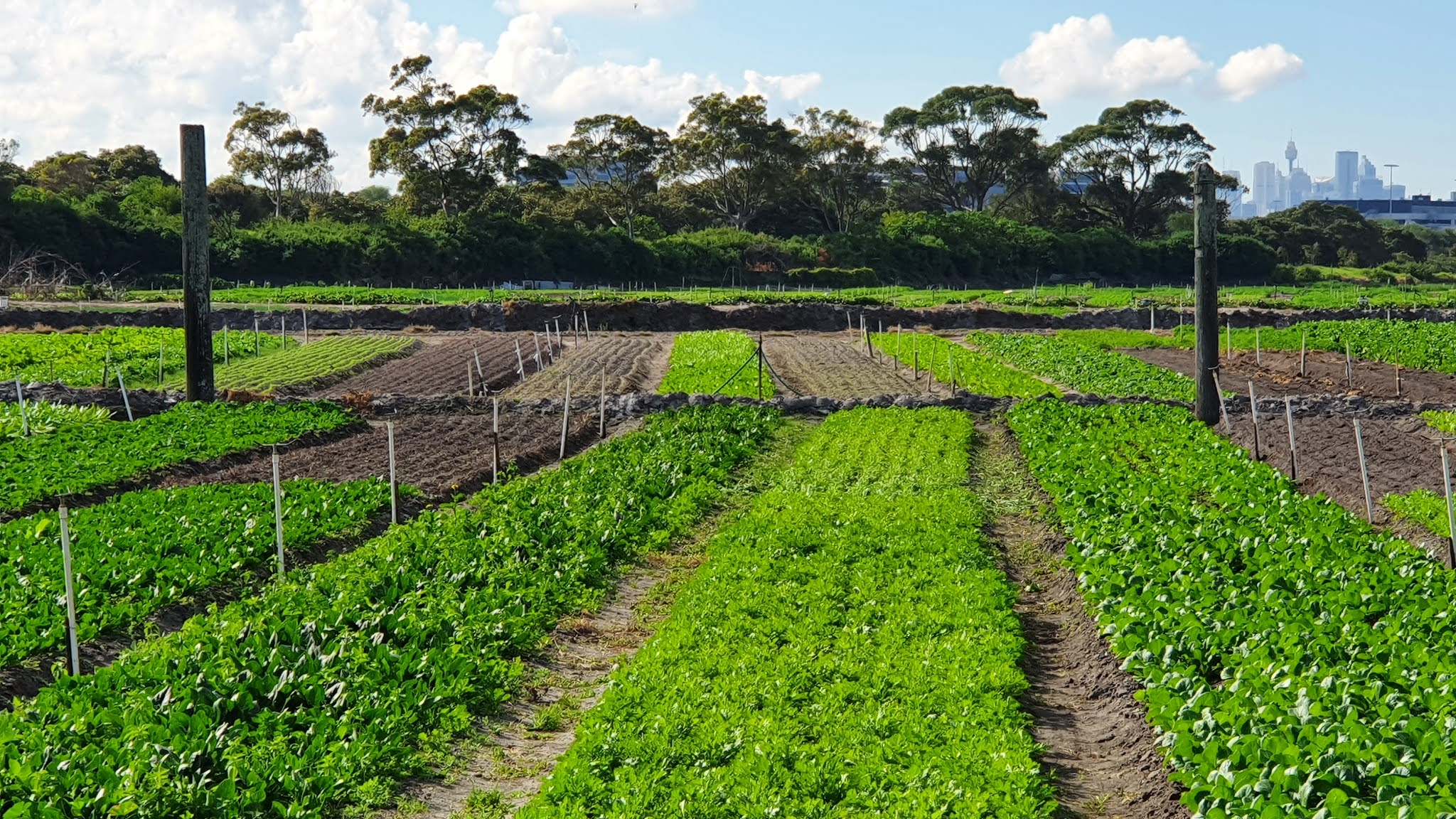 Sydney City and Suburbs Kyeemagh, market gardens (Theme Day Earth)