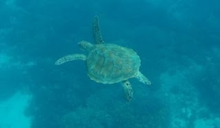 Pulau Siaba Besar. Parque Nacional de Komodo, Indonesia. Pulau Siaba Besar. Parque Nacional de Komodo, Indonesia.