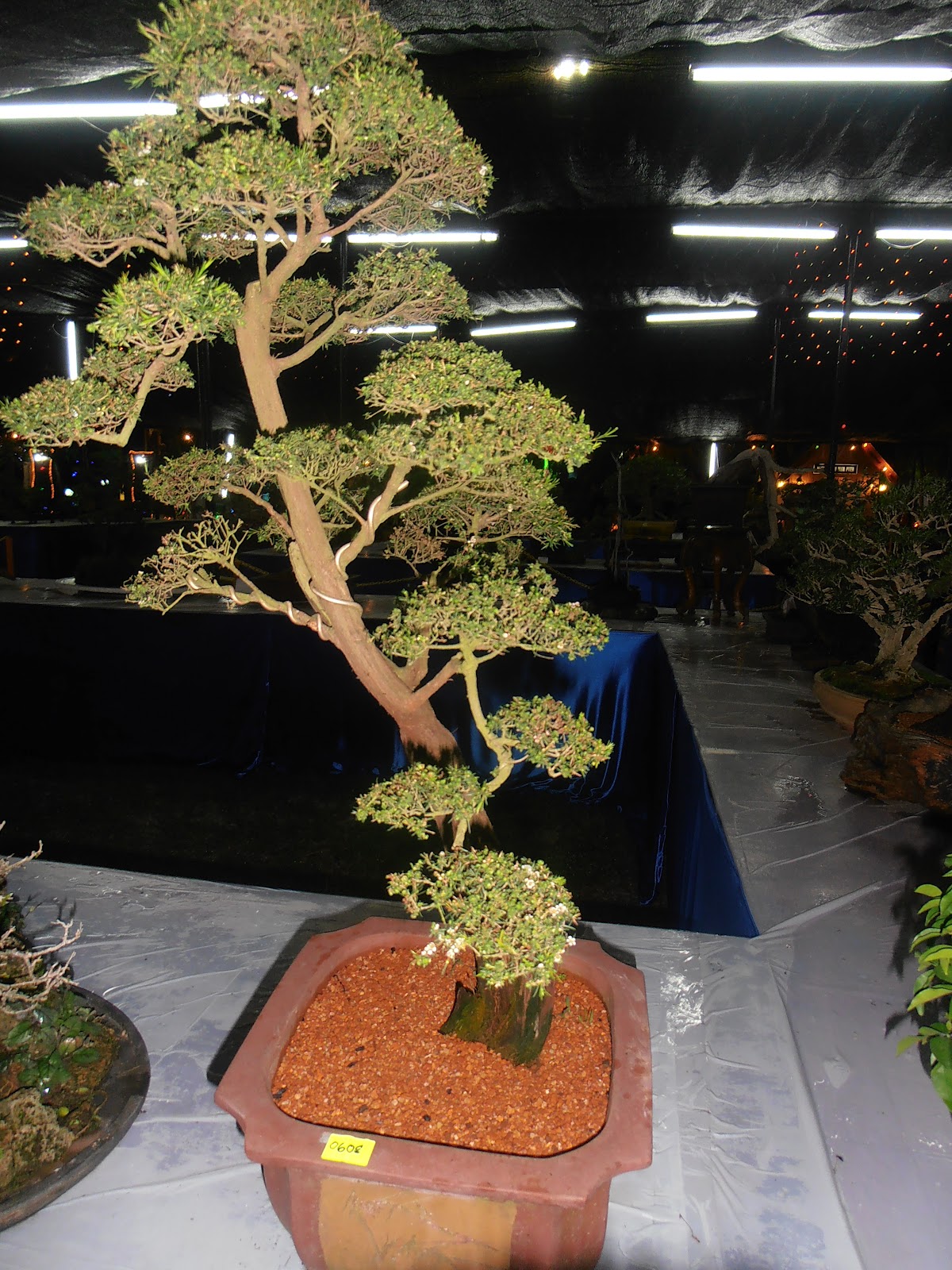 bonsai hobby can increase revenue