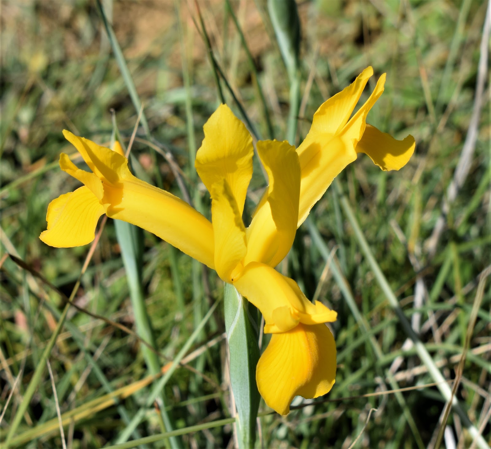 Plantas: Beleza e Diversidade: Lírio-amarelo-dos-montes (Iris xiphium var.  lusitanica)