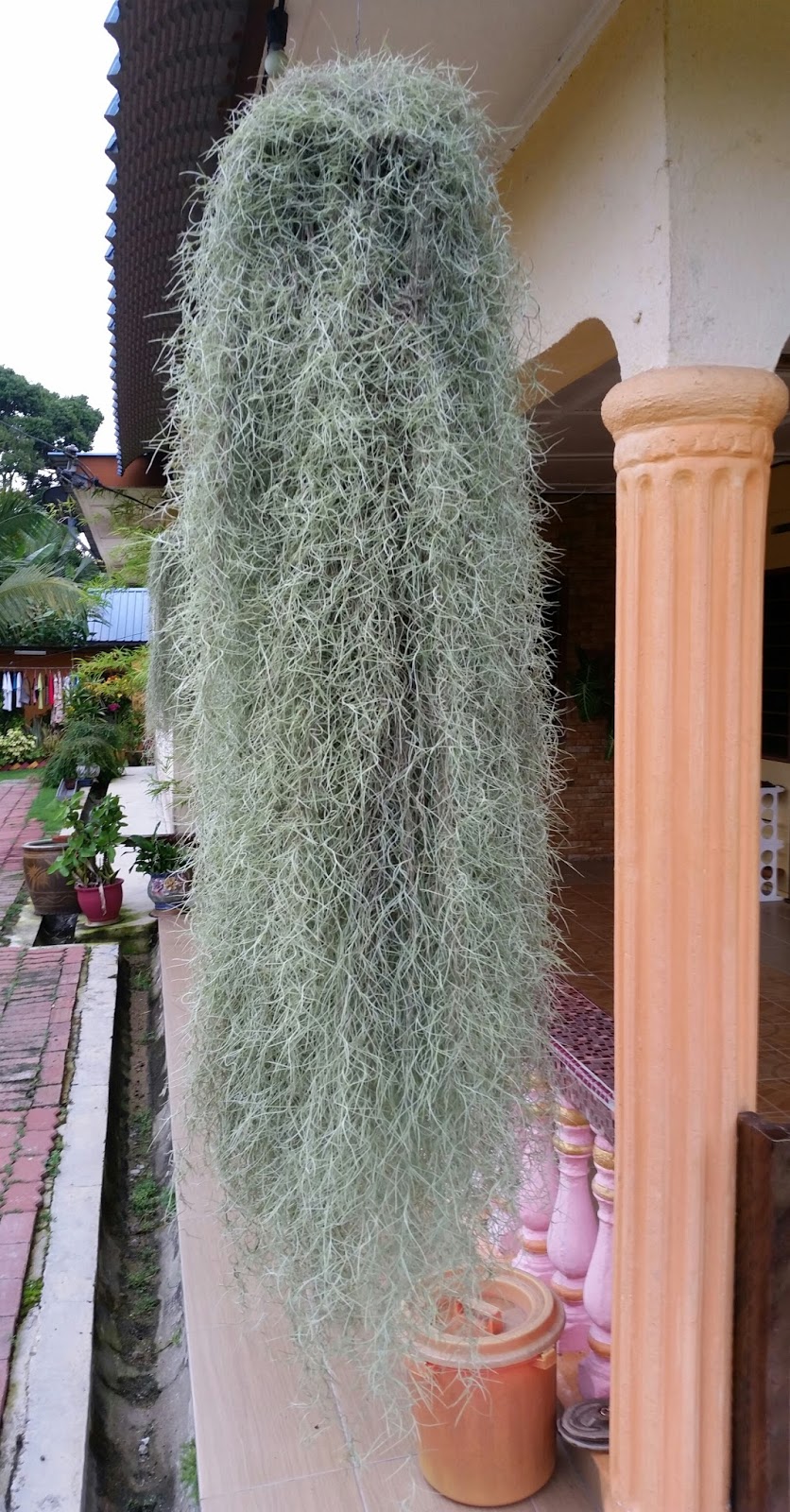 Warisan Petani: Pokok Janggut Tok Adam.