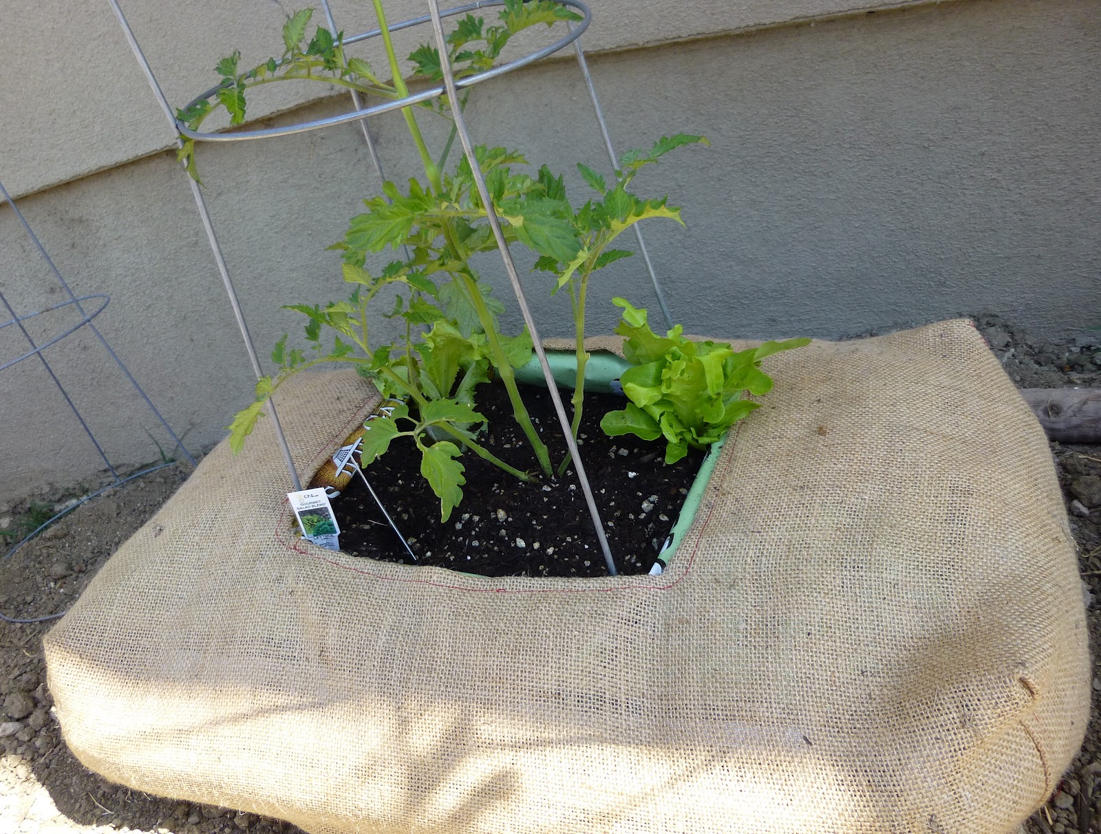 My California Garden in Zone 23 Growing Tomatoes in a Bag of Potting Soil