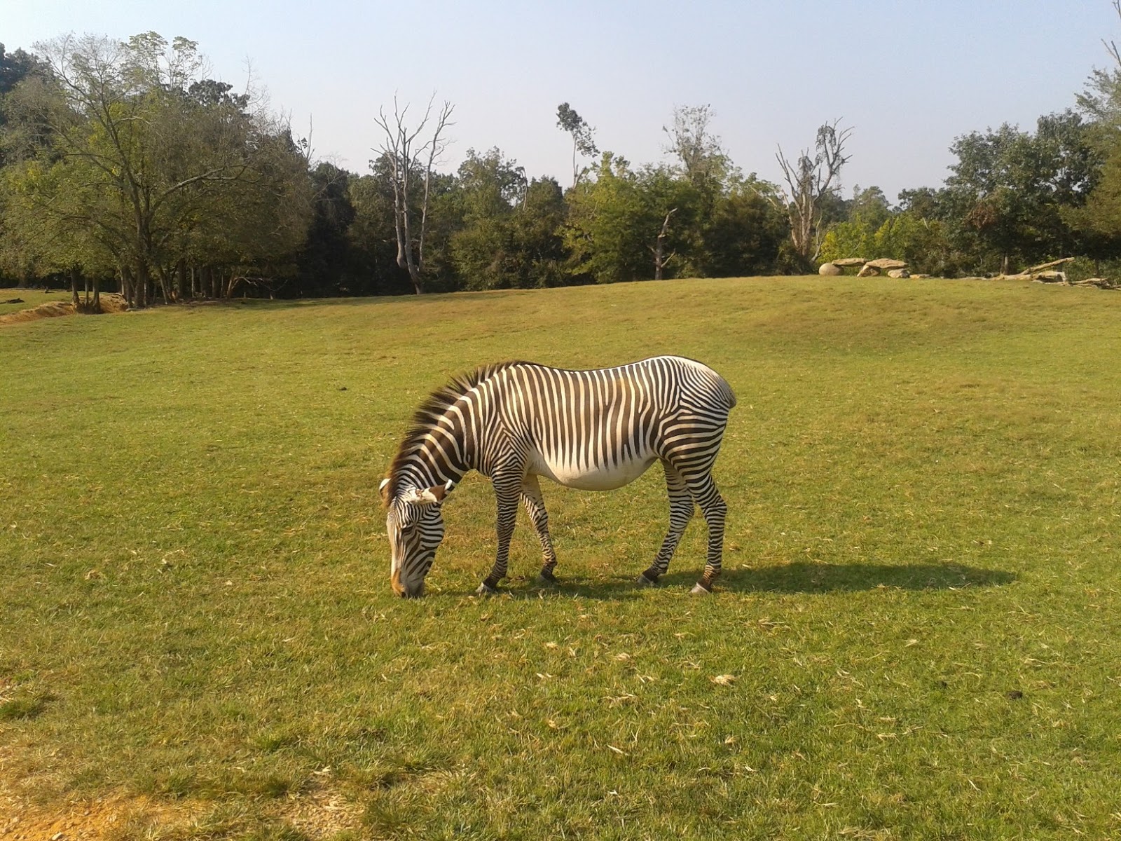 My First Time: Lazy 5 Ranch In Mooresville ~ Grown People Talking