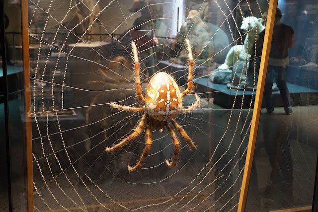 spinne riesen groß im naturkundemuseum