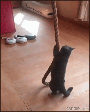 Amazing Cat GIF • When your cat is stronger than you and shows you how to do purrfect rope climbs WITHOUT LEGS! Amazing Cat GIF • When your cat is stronger than you and shows you how to do purrfect rope climbs WITHOUT LEGS!
